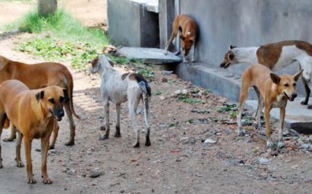 NOVA SINTRA – O PROBLEMA DOS CÃES VADIOS