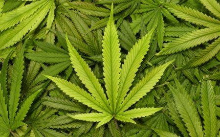Brava: Indivíduo apanhado com cultivo de Cannabis