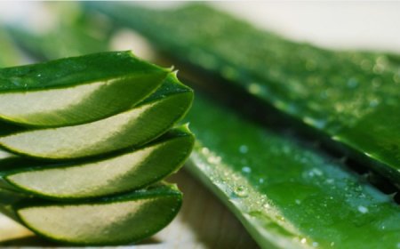 What Makes This Aloe Vera Better Than the Competition?