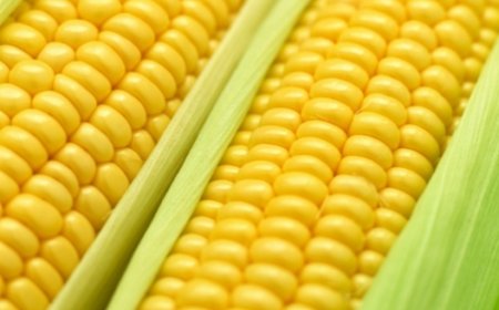 Brava: Merenda, sem o tradicional milho verde