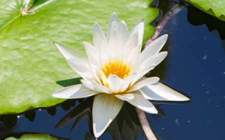 Maria Delact (Duca) - Funeral Information