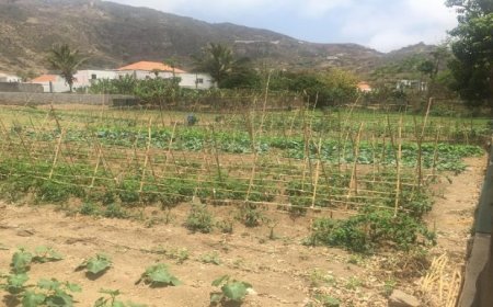 Brava: Delegado do MAA refuta acusações dos agricultores e criadores de gado de que tem usado meios públicos em benefício próprio