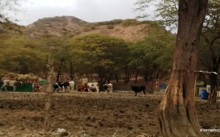 Brava: Pastores de Cachaço preocupados com escassez de água e o elevado número de cães vadios