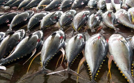 Biosfera 1 crítica acordo de pesca entre União Europeia e Cabo Verde