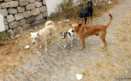 Brava: Pastores de Cachaço “revoltados” com perda do gado causada pelos cães vadios