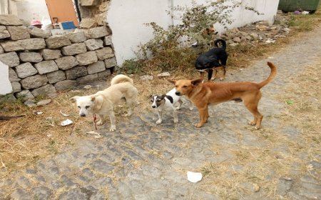 Brava: Pastores de Cachaço preocupados com perda de gado causada pelos cães vadios