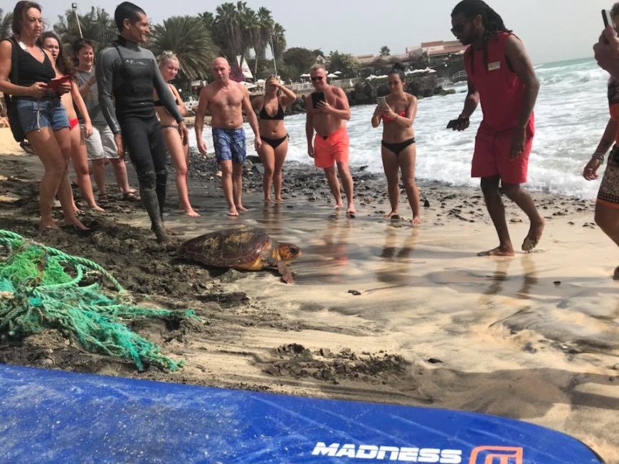Uma tartaruga presa numa rede de pesca acabou de ser salva por um Surfista português. Foi lindo vê-la voltar ao mar!!!!