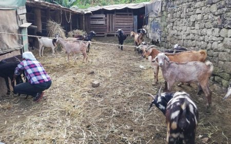 Brava: Environmental forces meet to discuss implementation plan for sustainable grazing project