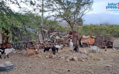 REPORTAGE/Brava: Resilience, passion, the need to empower oneself and the challenges faced by women in the practice of herding