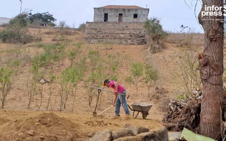 Brava: Faina agrícola comprometida devido ao aumento do preço dos trabalhadores e sementes e a incerteza se vai valer a pena