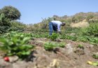 Governo Concede Terrenos Gratuitos a Agricultores e Criadores na Boa Vista