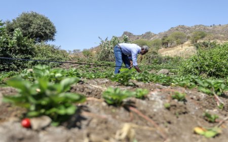 Governo Concede Terrenos Gratuitos a Agricultores e Criadores na Boa Vista