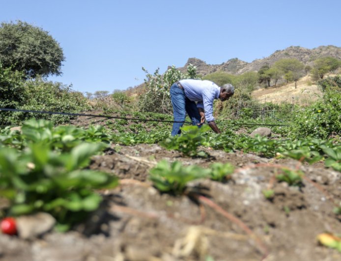 Governo Concede Terrenos Gratuitos a Agricultores e Criadores na Boa Vista